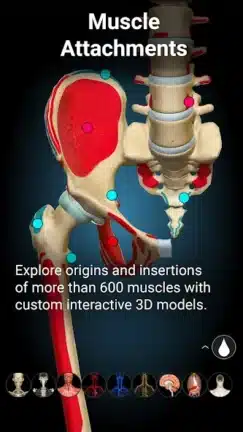 تحميل تطبيق Anatomy Learning مهكر للاندرويد Apk أخر إصدار 2026 مجانا تحميل تطبيق Anatomy Learning مهكر للاندرويد Apk أخر إصدار 2026 مجانا