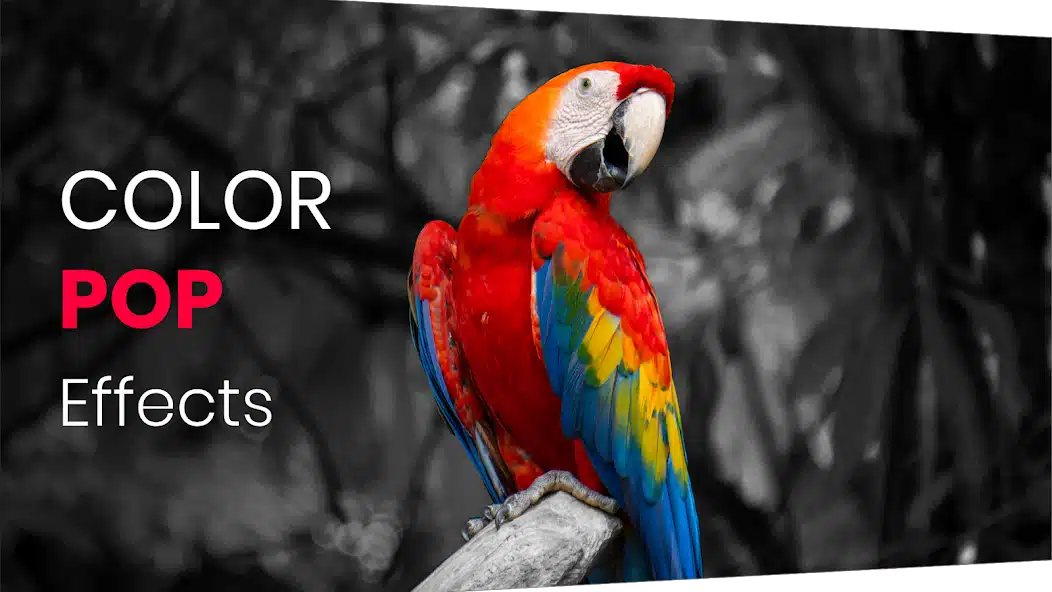تحميل تطبيق Color Pop Effects Pro مهكر Apk للاندرويد 2026 أخر إصدار مجانا تحميل تطبيق Color Pop Effects Pro مهكر Apk للاندرويد 2026 أخر إصدار مجانا